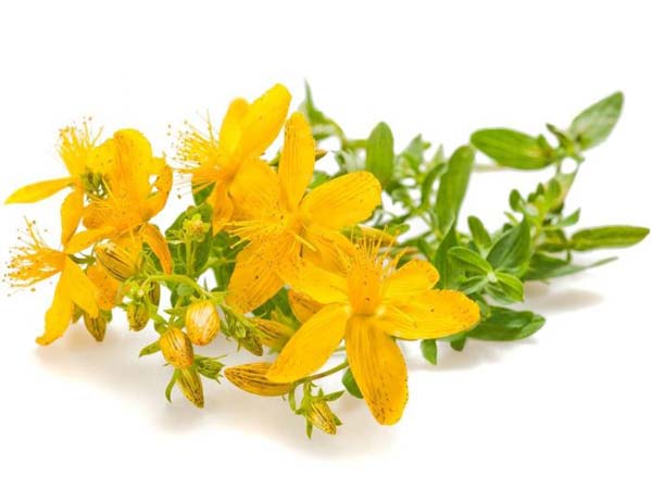 گل راعی
